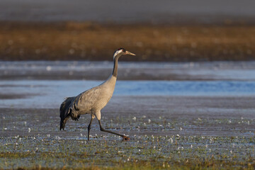 Common crane (Grus grus)