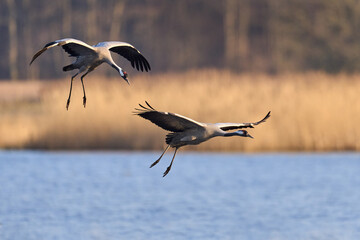 Common crane (Grus grus)
