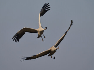 Common crane (Grus grus)