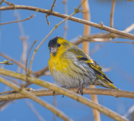 Yellow male black-headed goldfinch