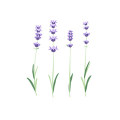 Set of four vector lavender flowers on a white background