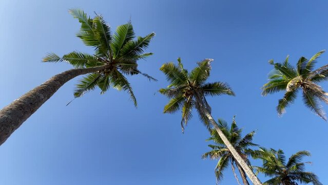 4K footage of high palm trees and bright sun in sky. Exotic concept, tropical concept.