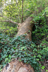 Small plants growing over old tree trunks