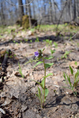 In the forest, Pulmonaria obscura grows on old foliage on a spring day