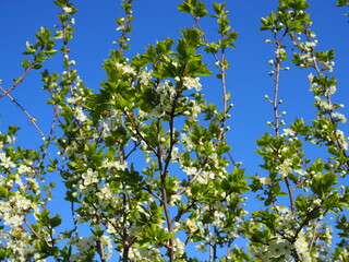 Fototapeta na wymiar Plum blossoms. White plum flowers on a background of light blue sky