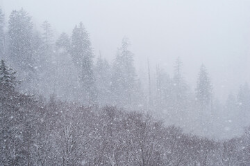 Heavy April snowfall in the high country, Great Smoky Mountains National Park, North Carolina