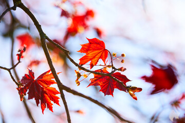 maple leaves over blue sky