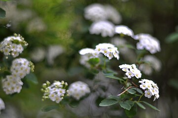 A scattering of white flowers. Spirea Vangutta or meadowsweet. The concept of holiday, spring, love, peace. Card. Background.