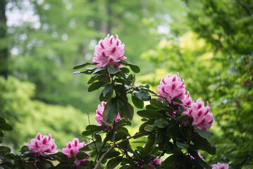 CLoseup of pink rhododendrons blossom in a public garden