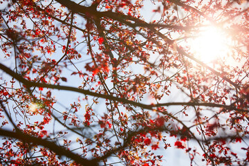 maple leaves over blue sky