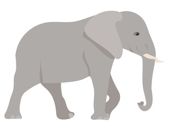 elephant flat design ,isolated, vector