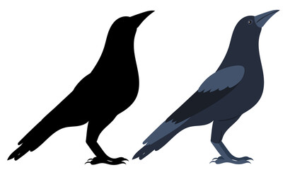 Raven, bird flat design ,isolated, vector