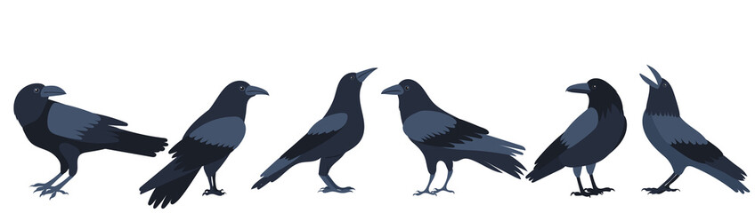crows, birds flat design ,isolated, vector