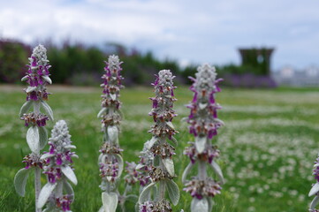 ムラサキ色の花の植物