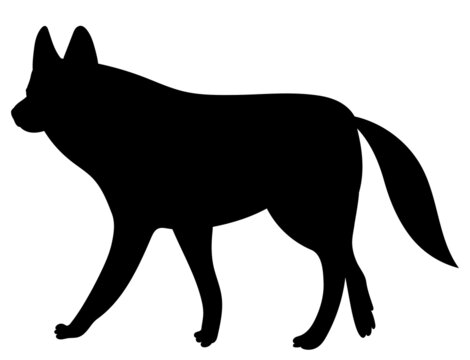 wolf black silhouette, on white background, isolated, vector