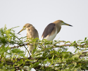Two Indian Pond Herons in their natural environment