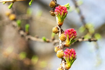 A young larch tree cone on a branch closeup with a copyspace	