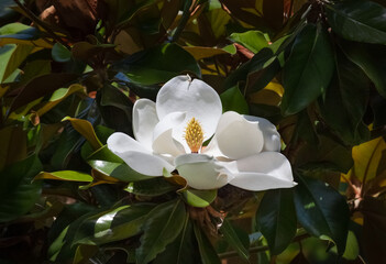 white magnolia flower closeup with multi colored leaf and branch background © Kort Feyerabend