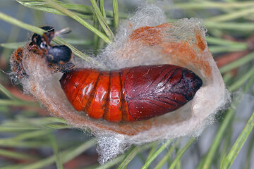 Pupa of pine processionary (Thaumetopoea pityocampa) is a moth of the family Notodontidae, known for the irritating hairs of its caterpillars, pest of coniferous forests.