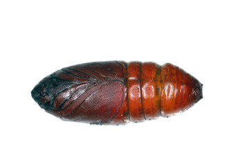 Pupa of pine processionary (Thaumetopoea pityocampa) is a moth of the family Notodontidae, known...