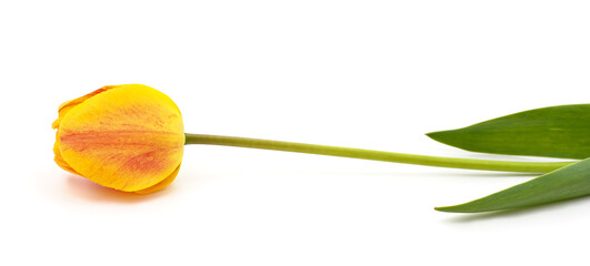 One yellow tulip.