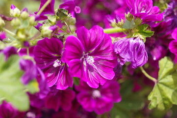 紫色のタチアオイの花