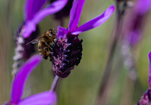 abeja espliego