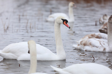 Obraz premium Flock swans swims in the pond. Wintering of wild birds in the city. Survival of birds, nature care, ecology environment concept, fauna ecosystem
