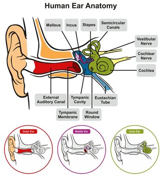 Human ear anatomy infographic diagram structure of inner middle and outer ear parts hearing organ 3d illustration isolated close up body chart vector art drawing auditory canal Eustachian tube 