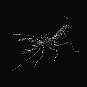 Vinegaroon hand drawing vector illustration isolated on black background