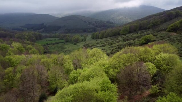 Flying over a beech forest in spring sun and shade. Belate