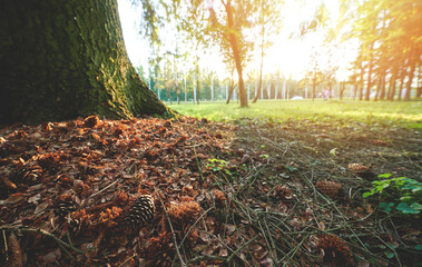 Pine cones next to tree