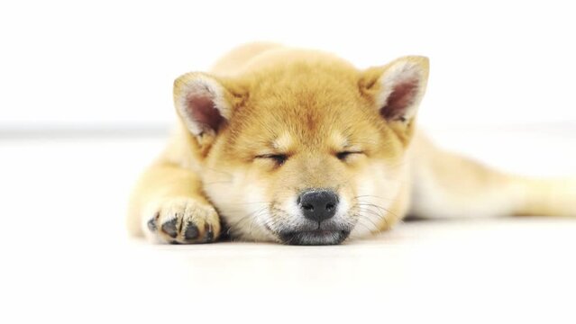 Shiba inu dog puppies sleeping
