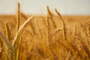 Ripe wheat field, organic farm
