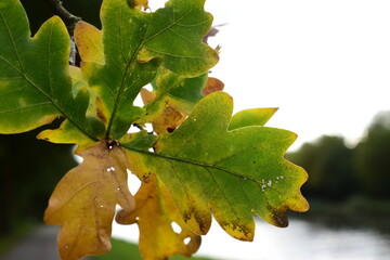 Eichenlaub im Herbst