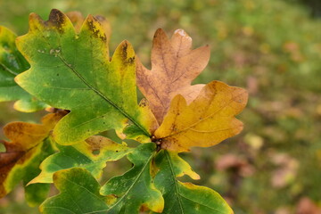 Herbstlaub Eiche