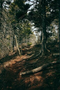 Yew forest with moss and branches with green leaves. Natural light. Background image of the forest, a lot of broken trees
