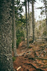 Yew forest with moss and branches with green leaves. Natural light. Background image of the forest, a lot of broken trees
