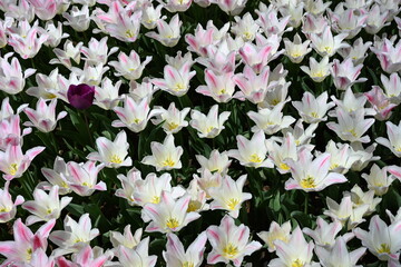 Super-cluster of rows of tulips of all pink colourful . These amazing summer, spring blooms make for spectacular viewing, amongst the world's greatest tulip collections. A true treat from nature.