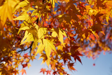 Japanese maple with colorful autumn color in a park in autumn 