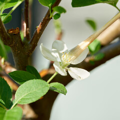 Artificial pollination of the flower of apple bonsai with a brush