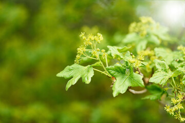 blühender Feldahorn Acer campestre im Frühling am Feldrand 