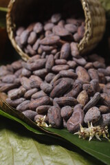 Cocoa beans and flowers 