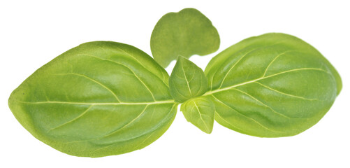 Basil on white