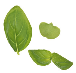 Basil leaves