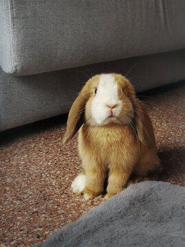 Belier minilop bunny next to the sofa and the carpet