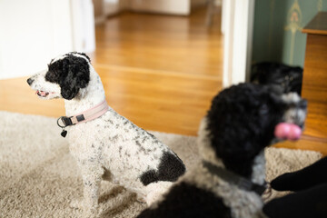 Black and white spanish water dogs inside the living room