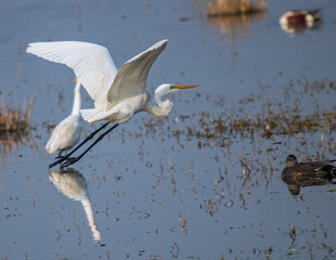 A Great Egret taking Off