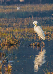 A Great Egret cleaning its feathers