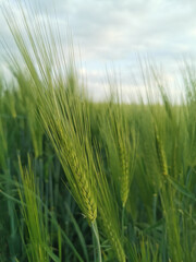 Green wheat field. Vertical macro photo of a green wheat